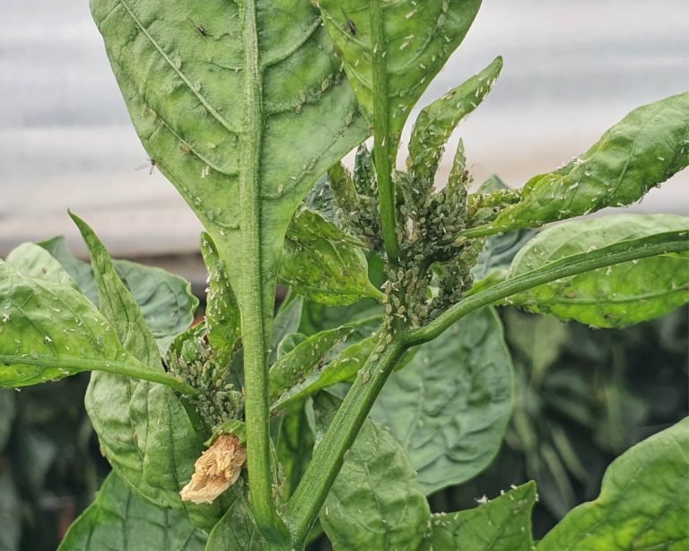 Gli afidi del peperone, un progetto di ricerca regionale