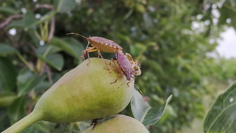 Aggiornamento sulla presenza della cimice asiatica in Veneto