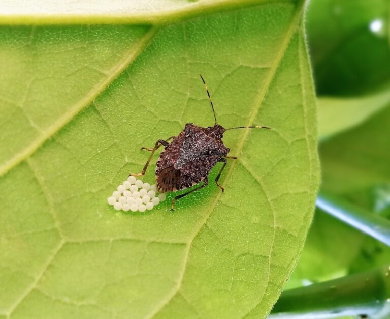 Cimice asiatica: esperienze, attività, risultati delle ricerche in AGREA