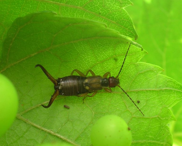 AGREA e il controllo di Forficula auricularia