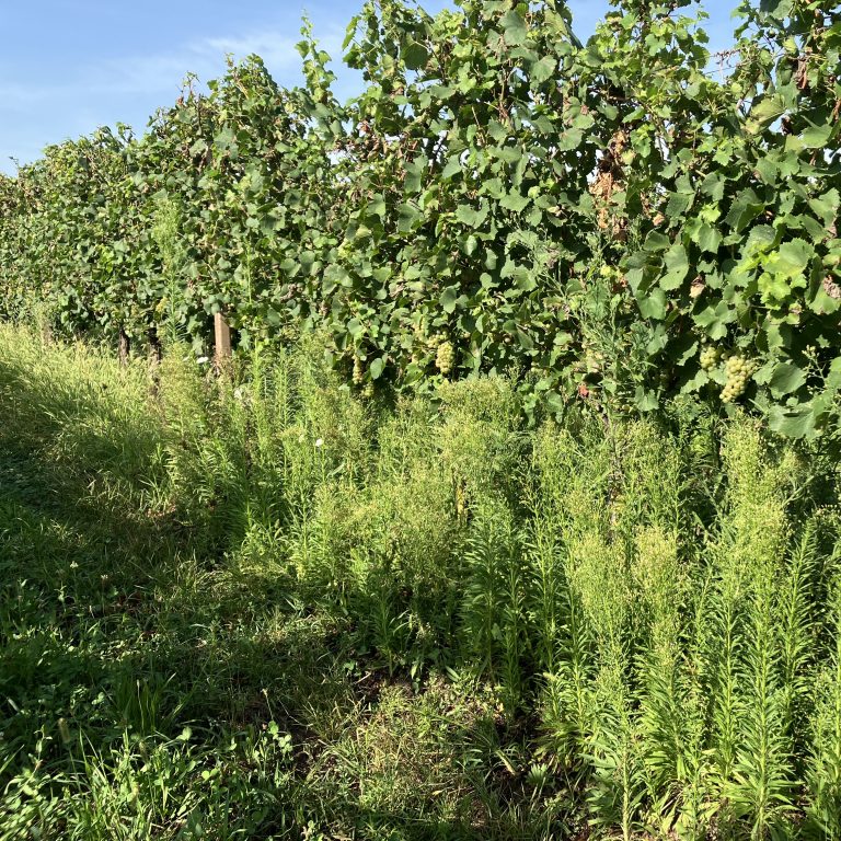 Diserbo dell’Erigeron canadiensis in vigneto: la sperimentazione AGREA