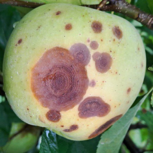 Il marciume da Glomerella su melo: un altro scoglio da superare