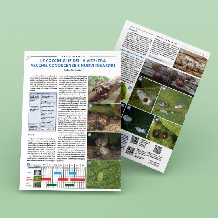 Le cocciniglie della vite