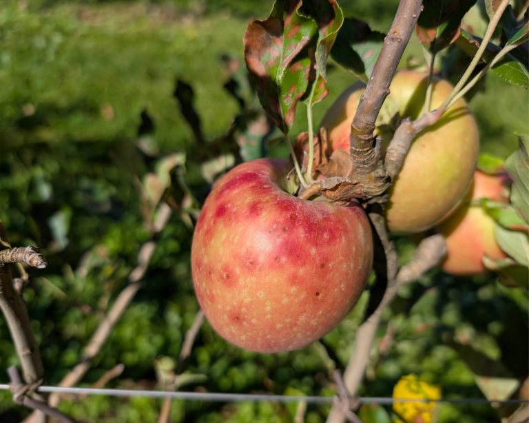 AGREA e la ricerca sulla glomerella del melo