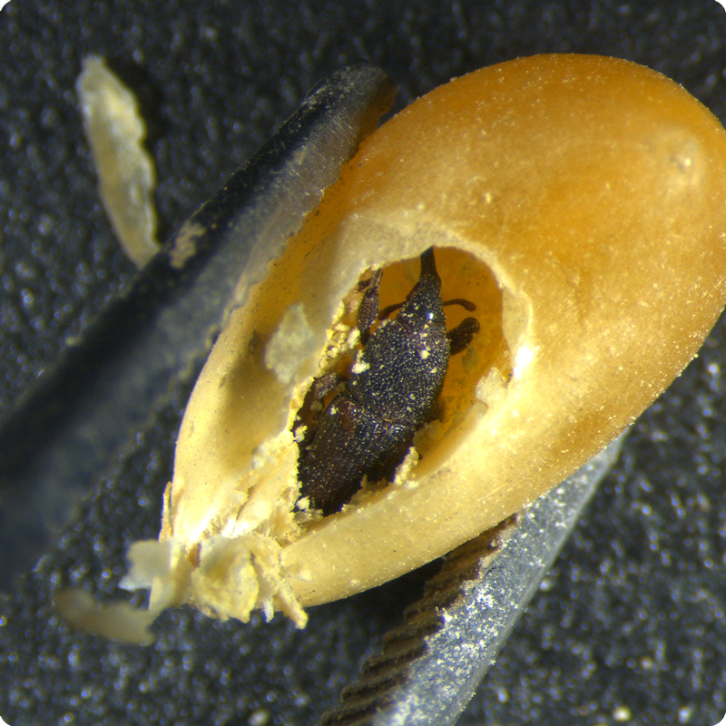 Entomologia civile e derrate